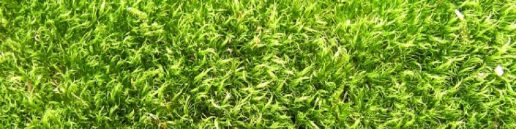 cropped-herbe-photo.jpg